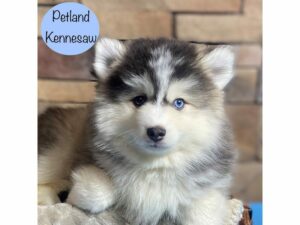 Pomsky-Dog-Male-Gray / White-29308-Petland Kennesaw, Georgia