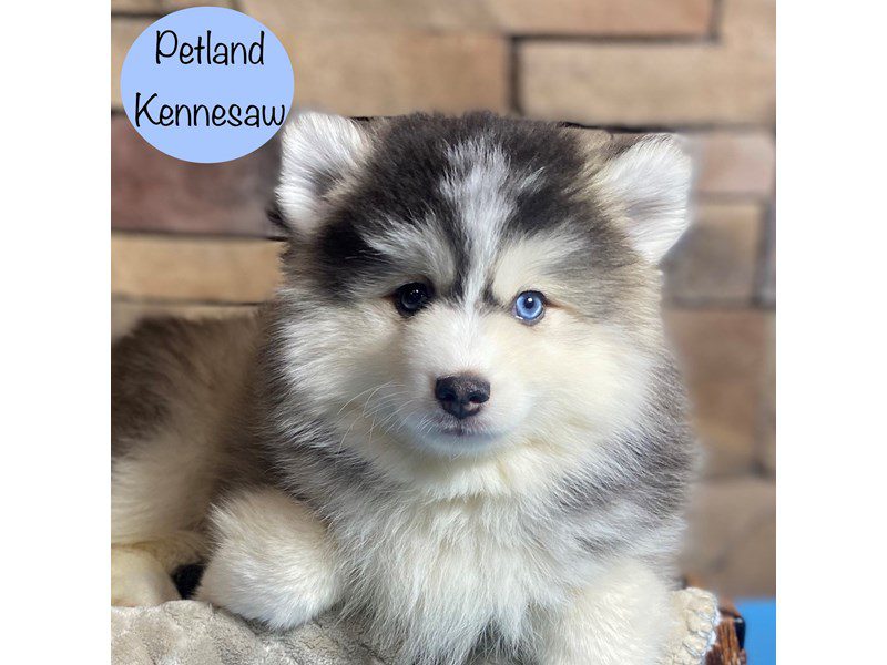 Pomsky Dog Male Gray / White 29308