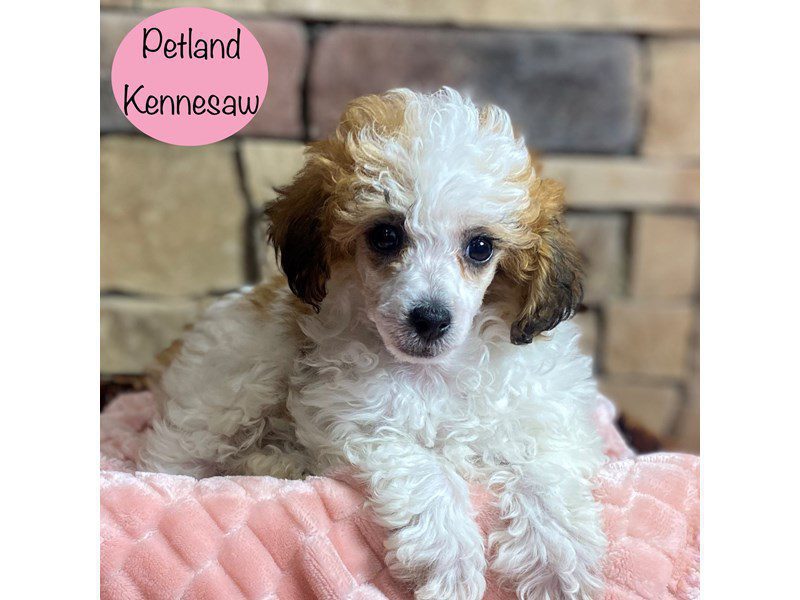 Miniature Poodle Dog Female Sable / White 29335
