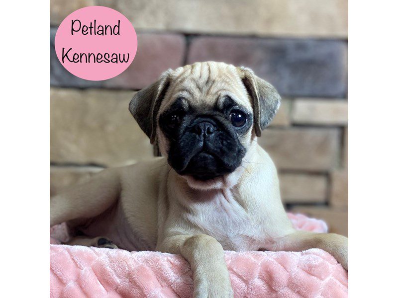 Pug Dog Female Fawn 29346
