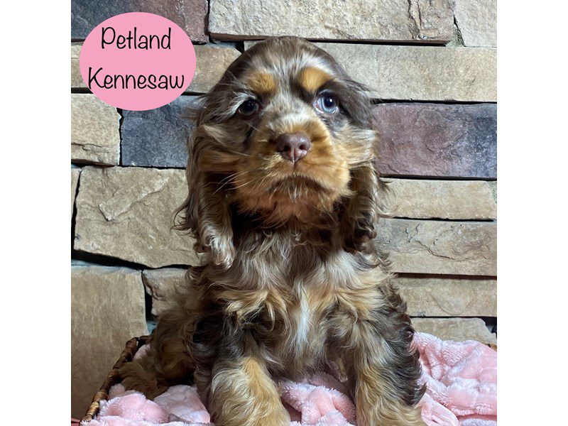 Cocker Spaniel Dog Female Chocolate Merle 29363