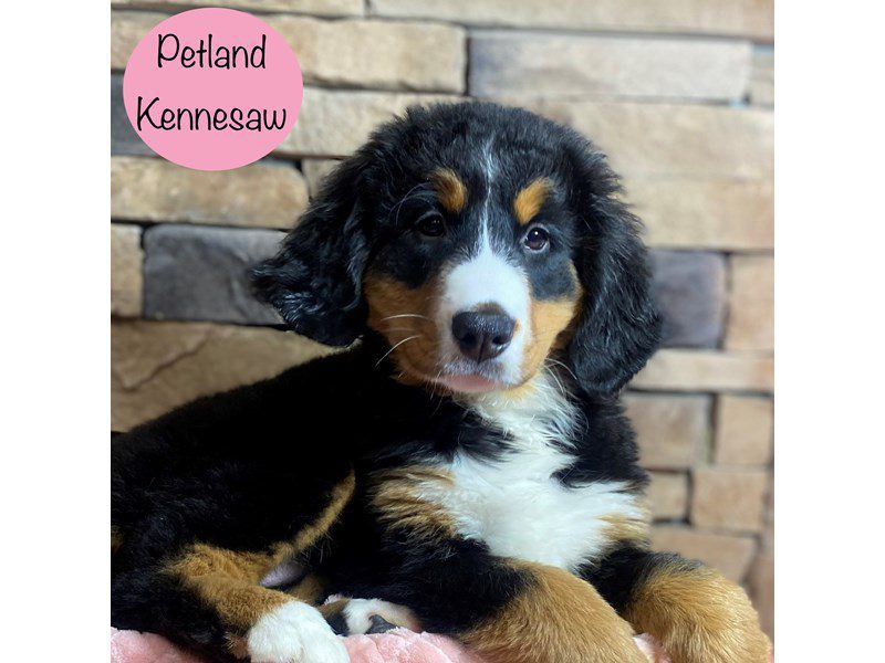 Bernese Mountain Dog Dog Female Black Rust / White 29366