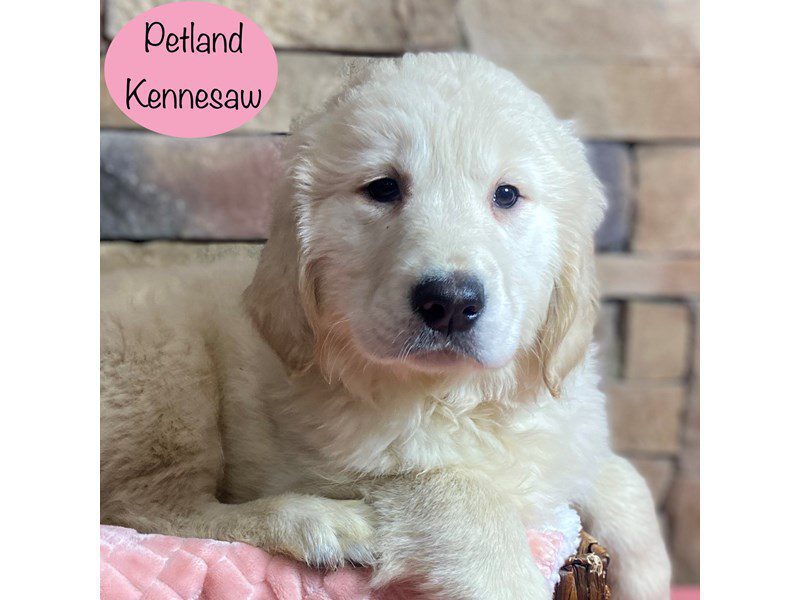 Golden Retriever Dog Female Cream 29361