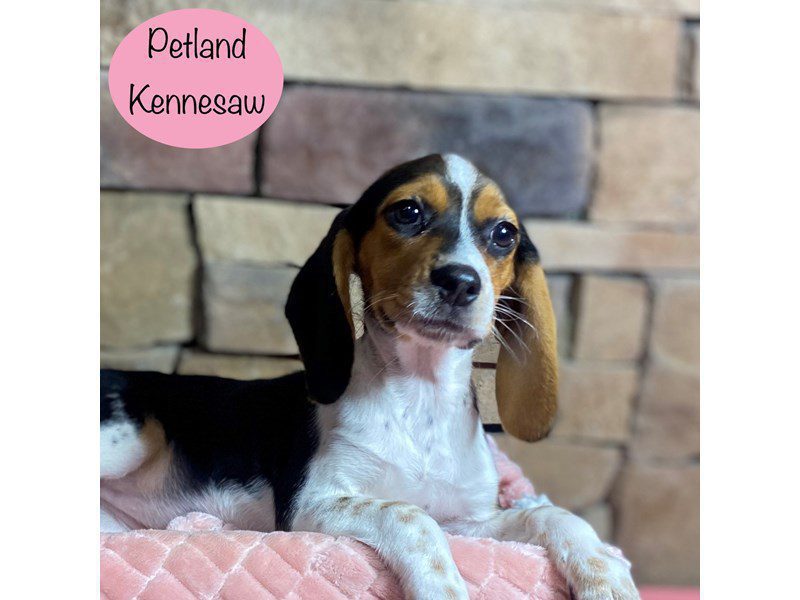 Beagle Dog Female Black Tan / White 29260