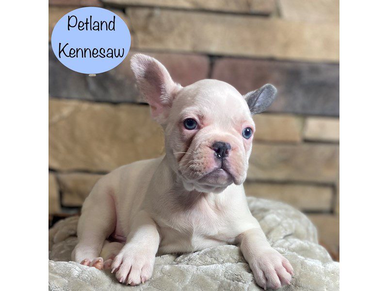 French Bulldog Dog Male White & Blue 29339