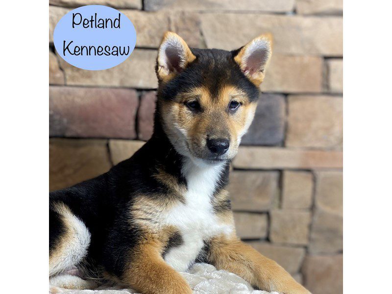 Shiba Inu Dog Male Black 29364