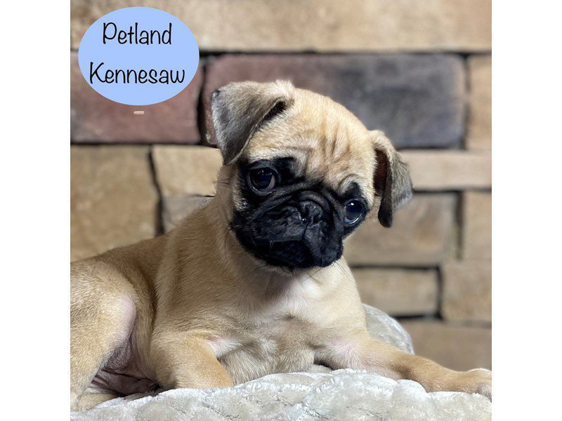 Pug Dog Male Fawn 29345