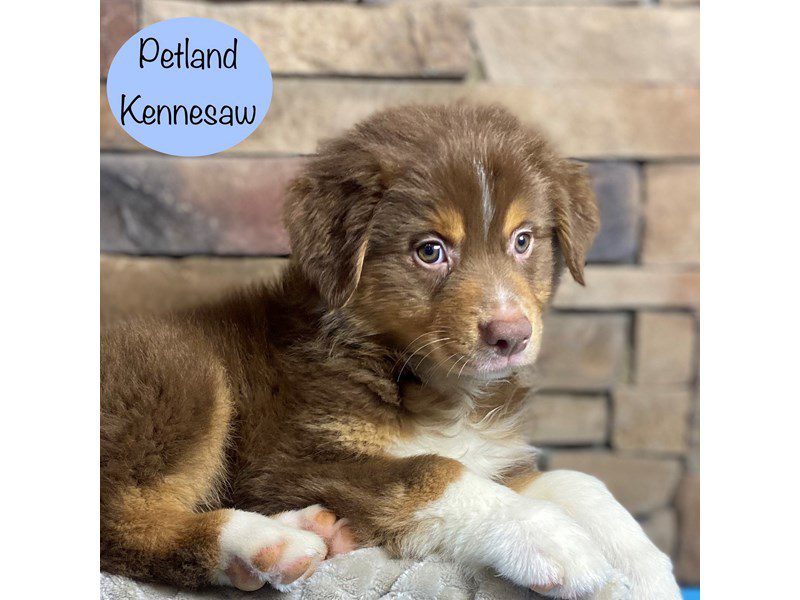 Australian Shepherd Dog Male Red / White 29365