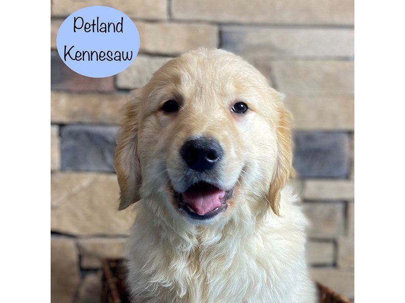 Golden Retriever Dog Male Cream 29362