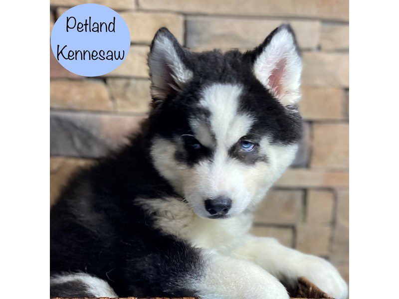 Siberian Husky Dog Male Black / White 29342