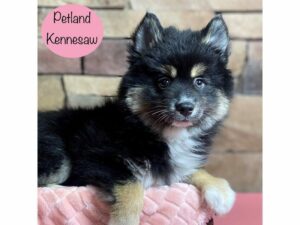 Pomsky-Dog-Female-Black / Tan-29348-Petland Kennesaw, Georgia