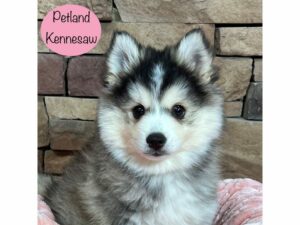 Pomsky-Dog-Female-Gray / White-29379-Petland Kennesaw, Georgia