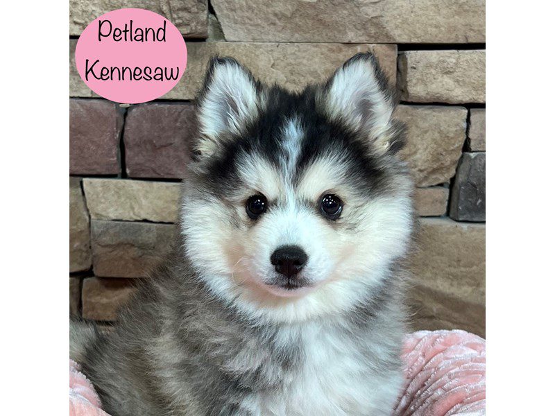 Pomsky Dog Female Gray / White 29379