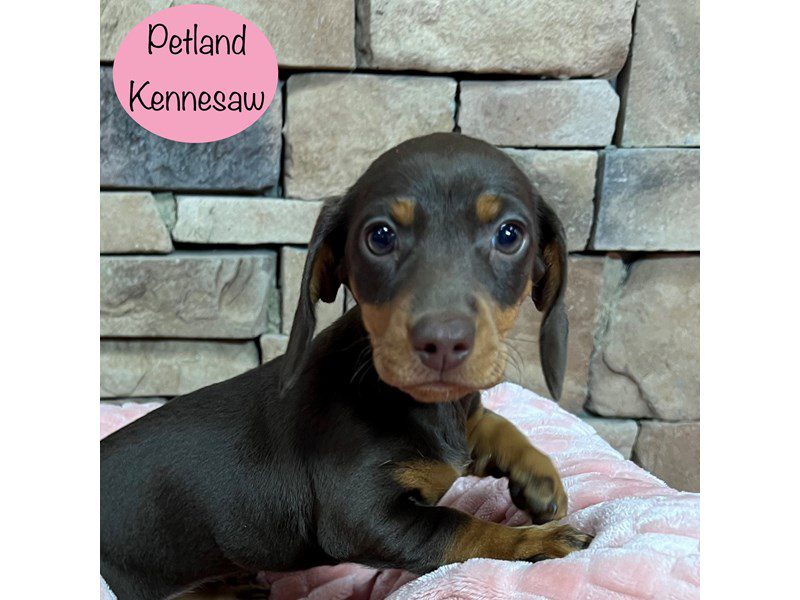 Dachshund Dog Female Chocolate 29371