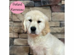 Golden Retriever-Dog-Female-Cream-29386-Petland Kennesaw, Georgia