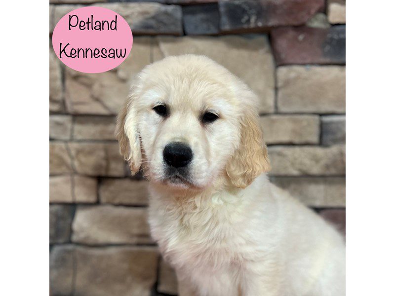 Golden Retriever Dog Female Cream 29386