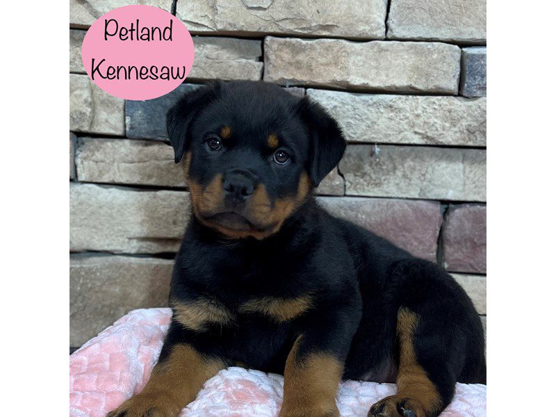 Rottweiler Dog Female Black / Tan 29384