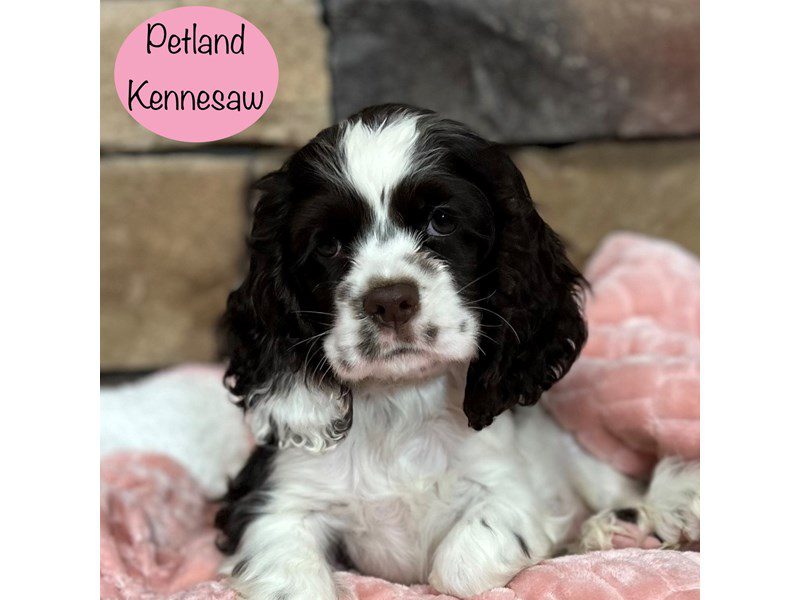 Cocker Spaniel Dog Female Chocolate / White 29382