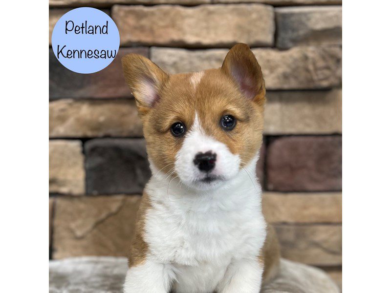 Pembroke Welsh Corgi Dog Male Red / White 29374