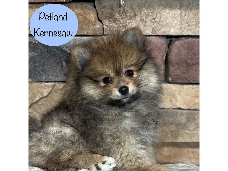 Pomeranian Dog Male Chestnut 29373