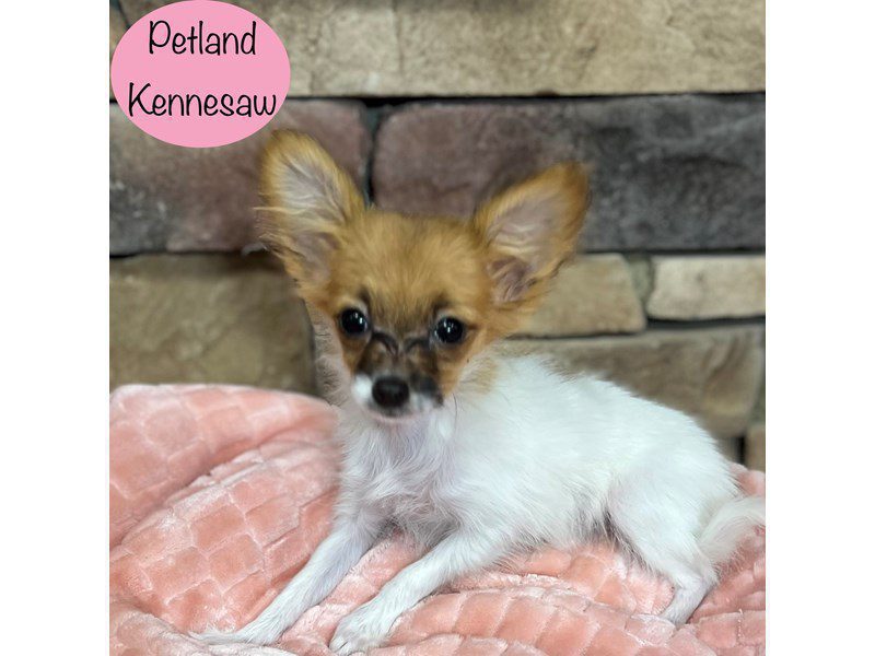 Papillon Dog Female Red Sable 29288