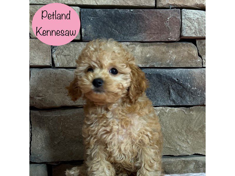 Cockapoo Dog Female Red 29381
