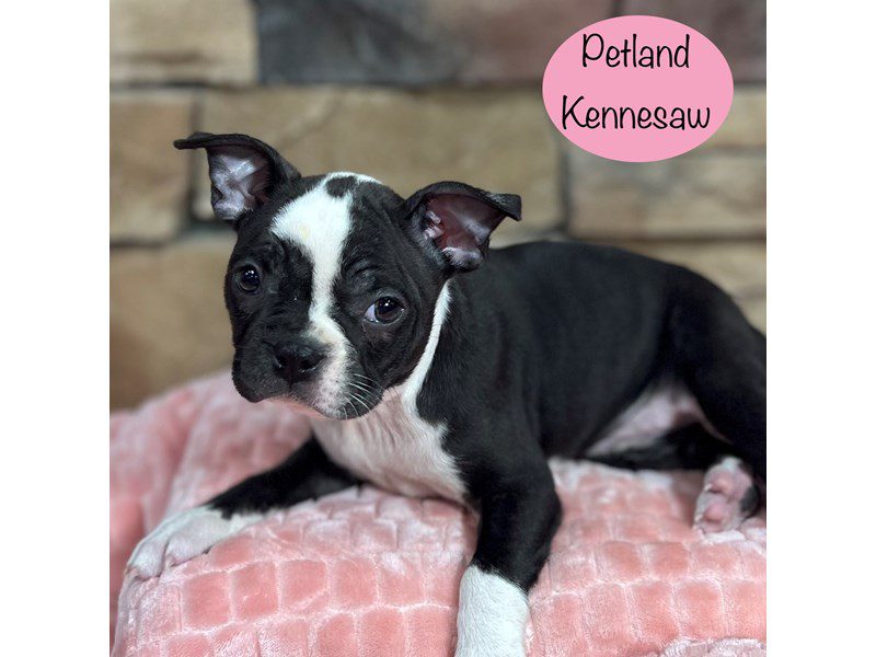 Boston Terrier Dog Female Black / White 29405