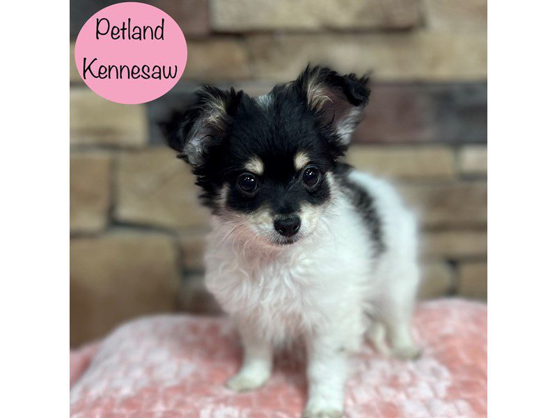 Chihuahua Dog Female White 29408