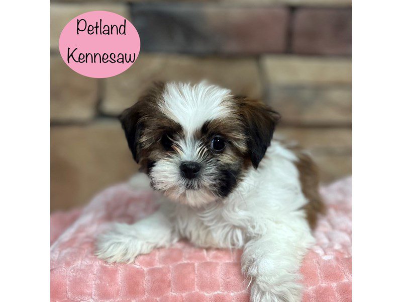 Shih Tzu Dog Female Brown / White 29407