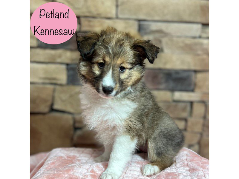 Shetland Sheepdog Dog Female Sable / White 29395