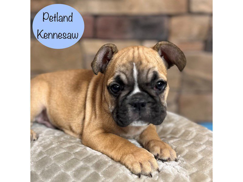 French Bulldog Dog Male Fawn 29403
