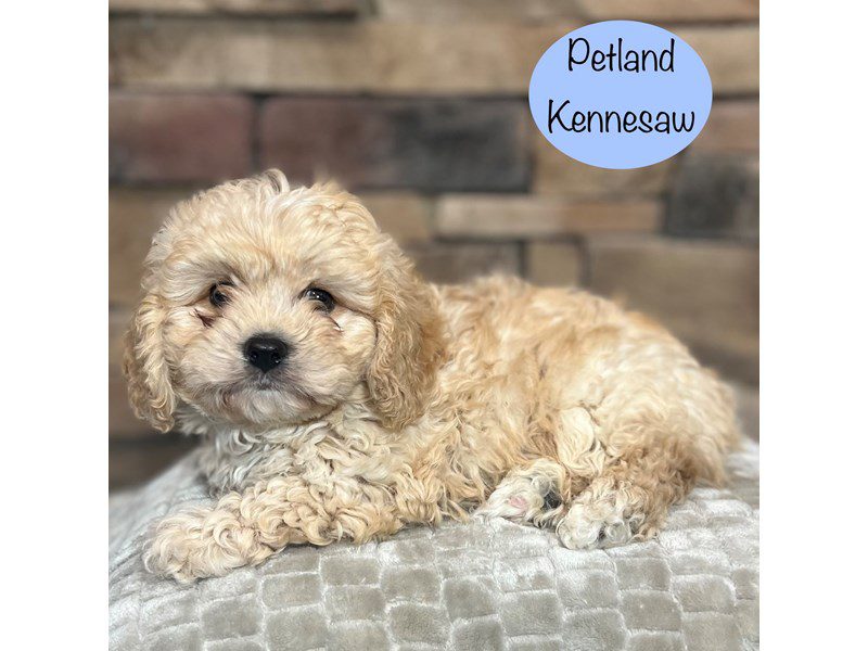 Cavachon Dog Male Blenheim 29428