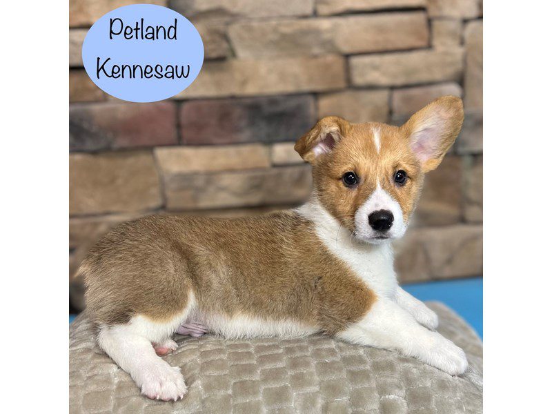 Pembroke Welsh Corgi Dog Male Red / White 29432