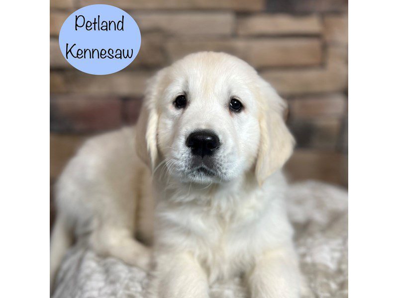 Golden Retriever Dog Male Cream 29418