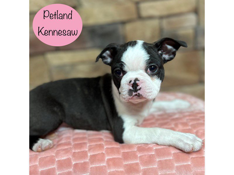 Boston Terrier Dog Female Black / White 29431