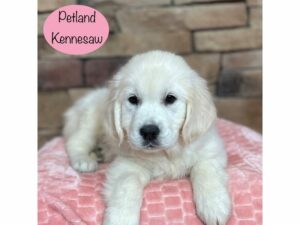 Golden Retriever-Dog-Female-Cream-29420-Petland Kennesaw, Georgia