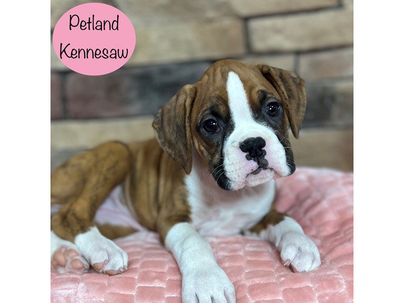 Boxer Dog Female Fawn 29423