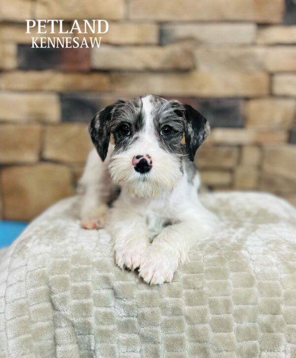 Miniature Schnauzer – 29442