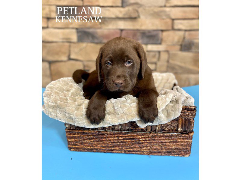 Labrador Retriever Dog Male Chocolate 29444