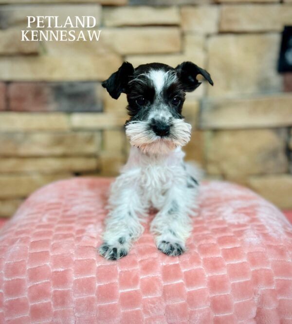 Miniature Schnauzer – 29446