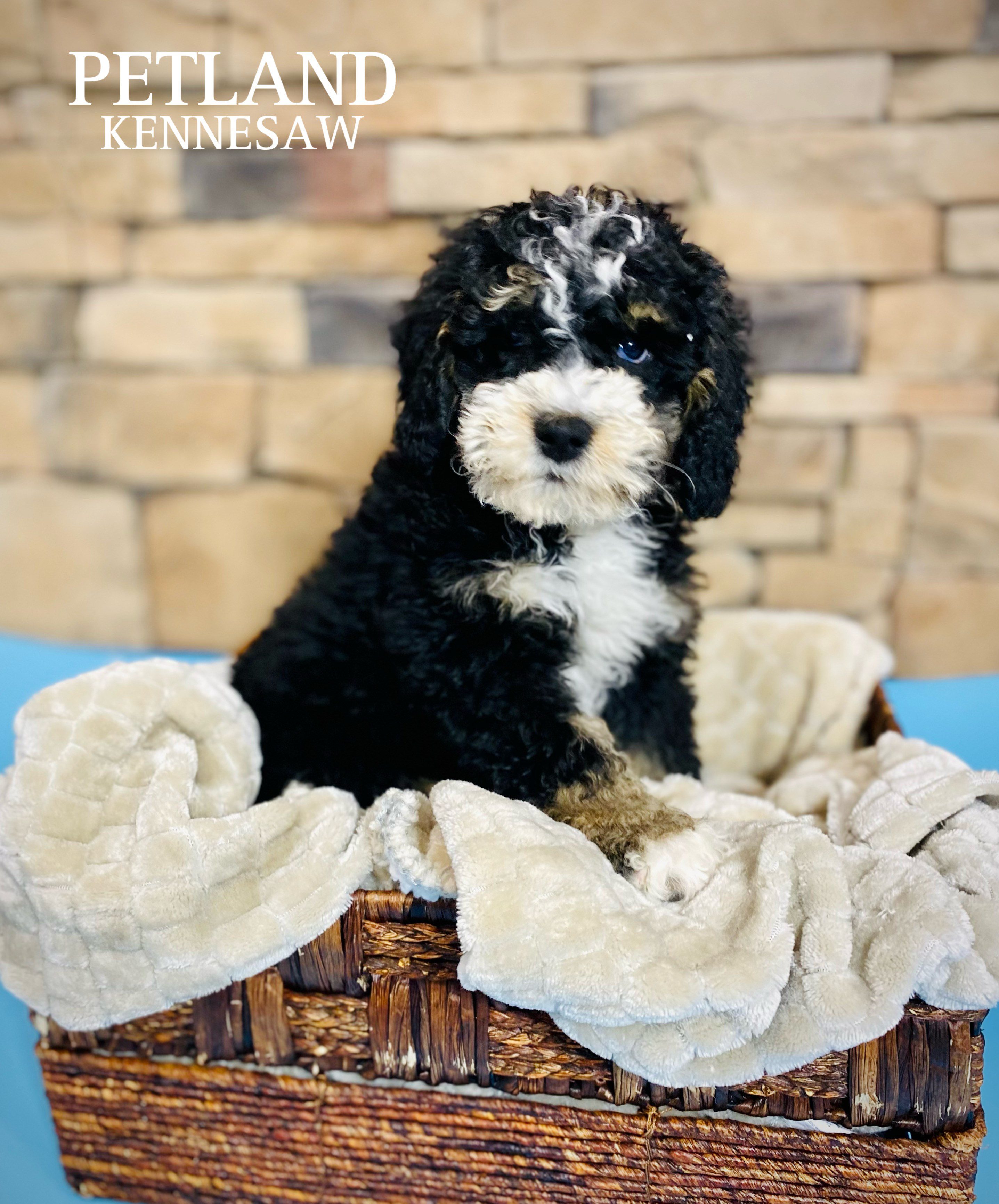 Mini Bernadoodle 2nd Gen - 29448 Image #1