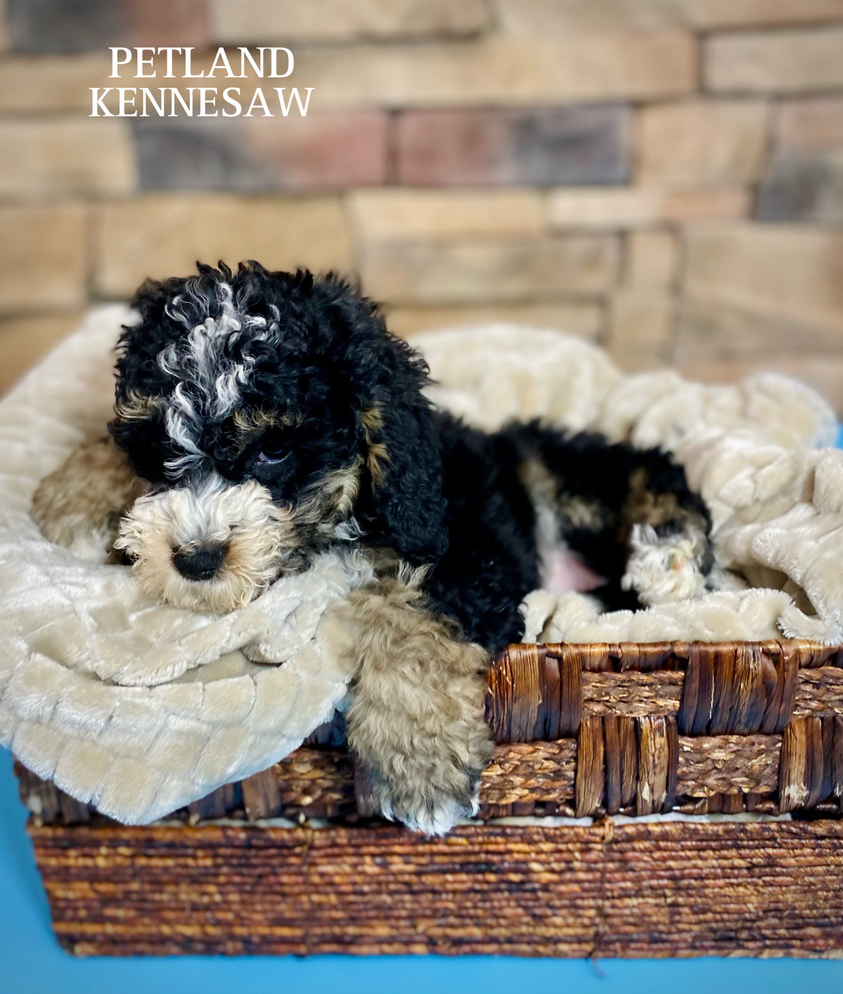 Mini Bernadoodle 2nd Gen - 29448 Image #3