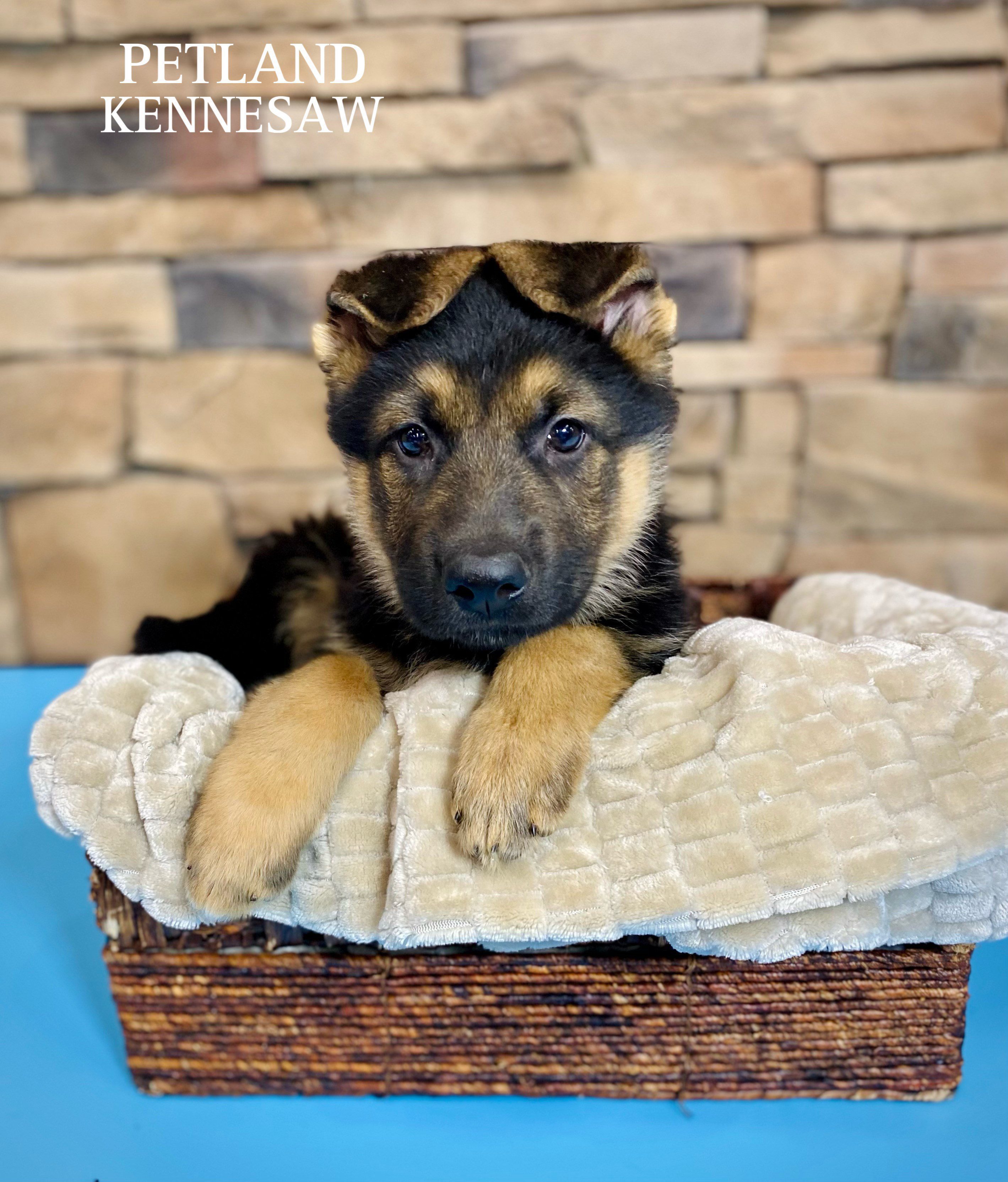 German Shepherd Dog - 29449 Image #2
