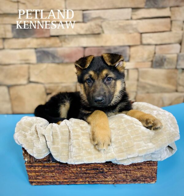 German Shepherd Dog – 29449