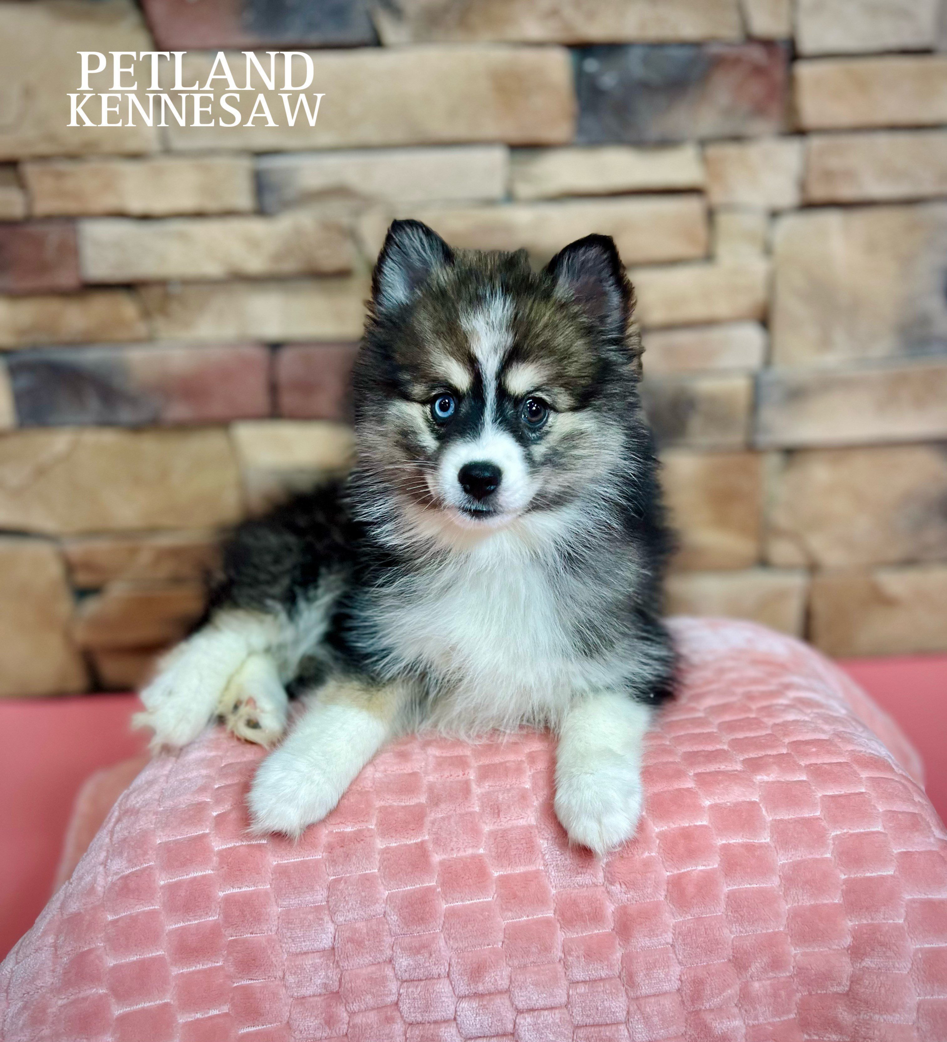 Pomsky - 29450 Image #3