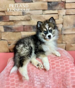 Pomsky – 29450