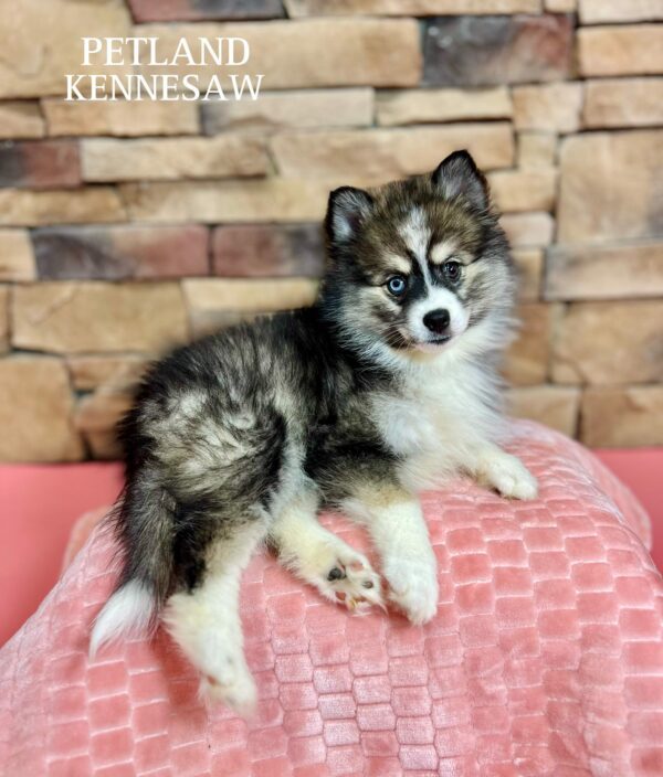 Pomsky – 29450