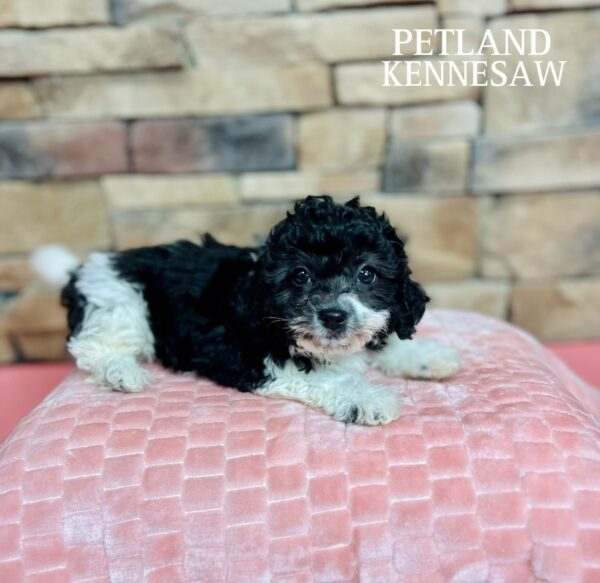 Teddy Bear – 29454