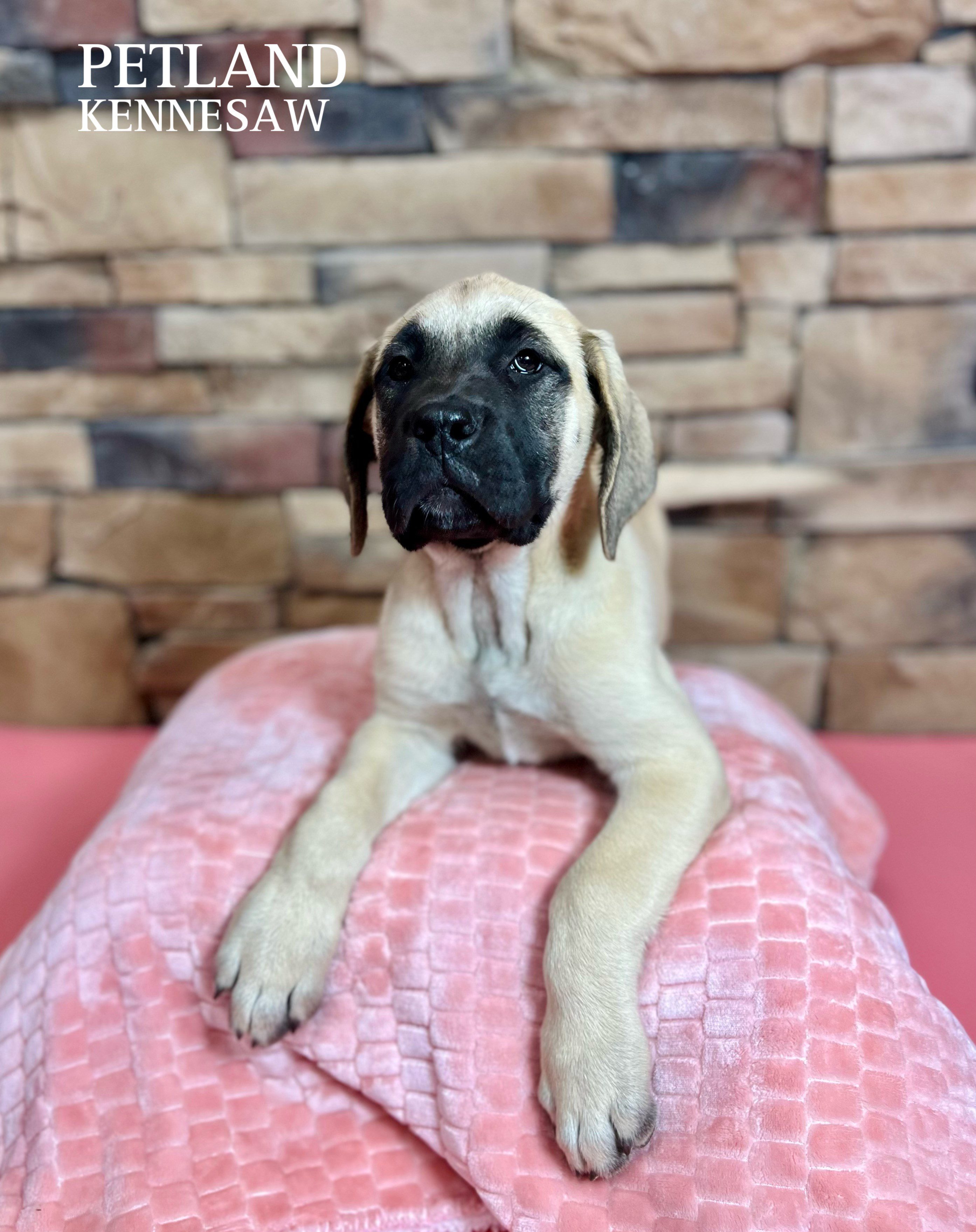 English Mastiff - 29462 Image #3