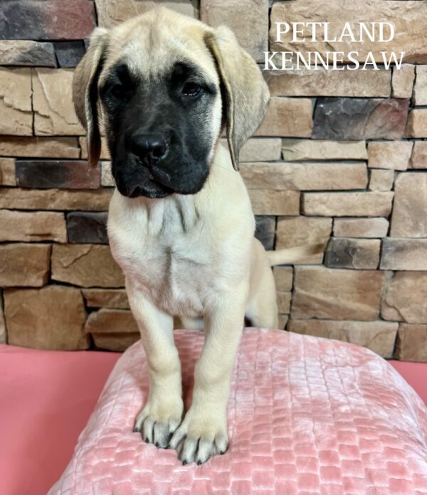 English Mastiff – 29462